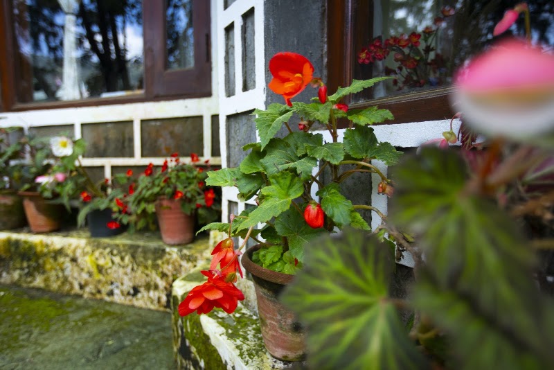 The Hive Cottage - The Hive Cottage, Ayarpatta, Nainital, Uttarakhand 263001, India