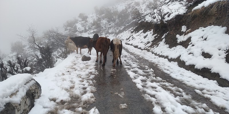 Pangi - Pangi, Himachal Pradesh 176323, India