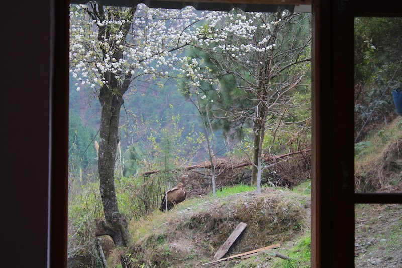 River Pool House, Tirthan by TrekNgo - River Pool House, Tirthan by TrekNgo Kalwari, Himachal Pradesh 175123, India