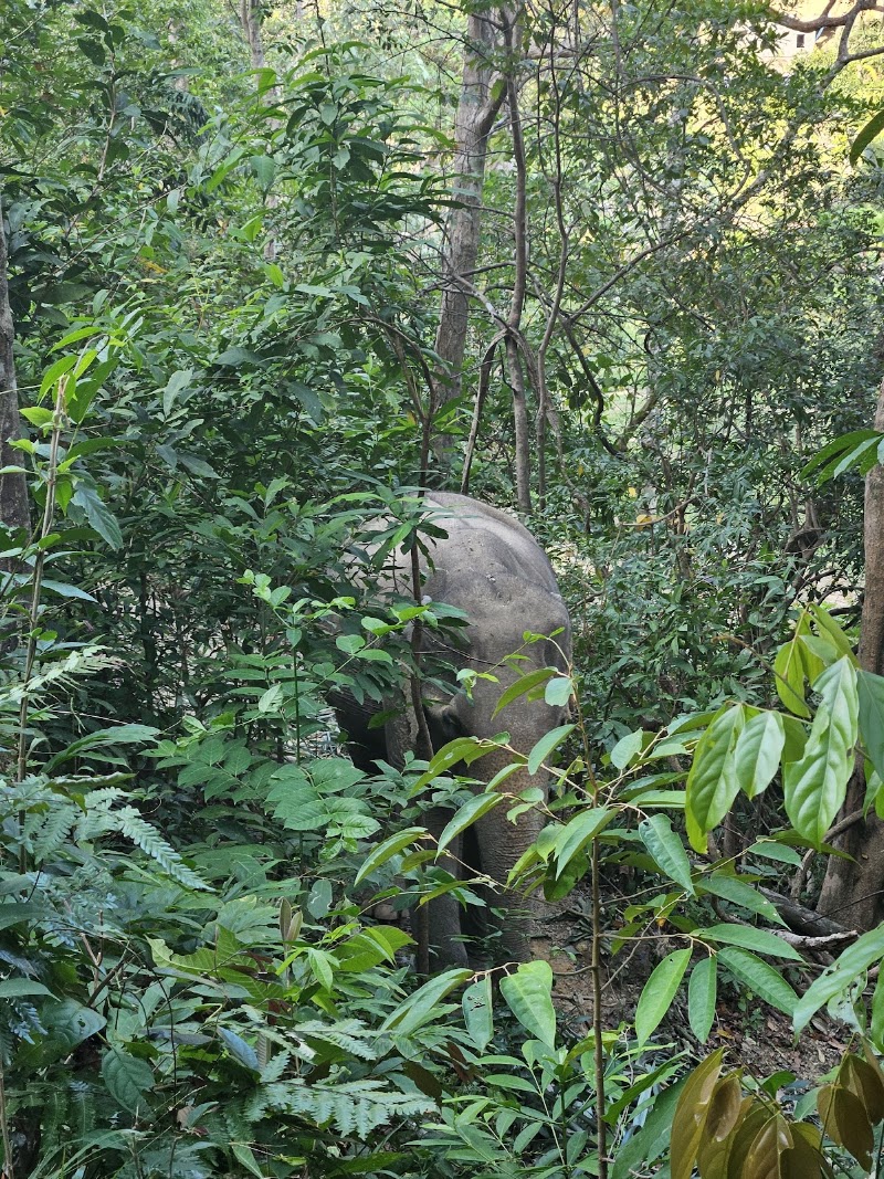 Following Giants Koh Lanta Ethical Elephant Sanctuary - Following Giants Koh Lanta Ethical Elephant Sanctuary, Klong Chak Waterfall RD, Tambon Ko Lanta Yai, Amphoe Ko Lanta, Chang Wat Krabi 81150, Thailand