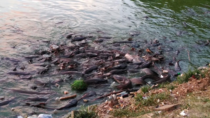 Jaya Prakash Narayana Park - Jaya Prakash Narayana Park 22/1, Tank Bund Road Brindavan Nagar, Bandappa Garden, Mathikere, Bengaluru, Karnataka 560054, India