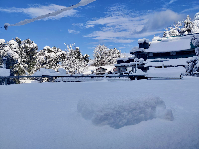 Hotel forest dalhousie - Hotel forest dalhousie FOREST LODGE, GUEST HOUSE, BUS STAND, Moti Tiba, Dalhousie, Himachal Pradesh 176304, India