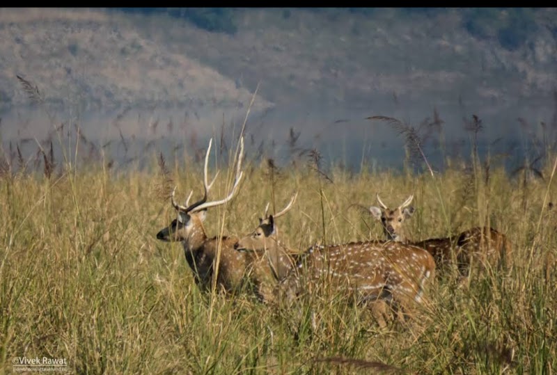 corbett jungle safari advisor - corbett jungle safari advisor telipura road, Jassaganja, Ramnagar, Shivlalpur Khazanchi, Uttarakhand 244715, India