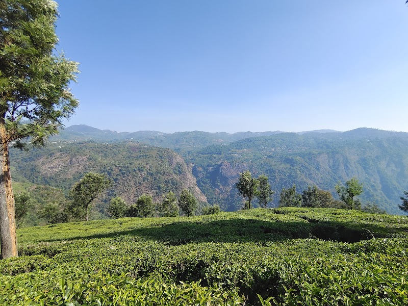 Tea garden - Tea garden Dolphin's Nose Rd, Alwarpet, Burliyar, Coonoor, Tamil Nadu 643101, India