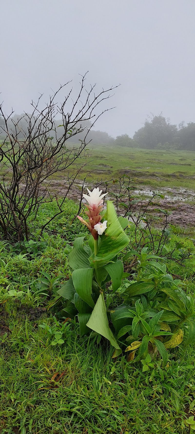 Plato Point - Plato Point, WM2W+JQM, Shindola, Maharashtra 412806, India