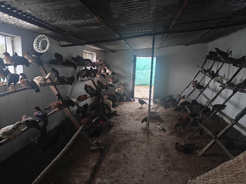 T and S Desi Chicken Farm - T and S Desi Chicken Farm, RWW3+V2V, Baldhiamal, Odisha 766023, India