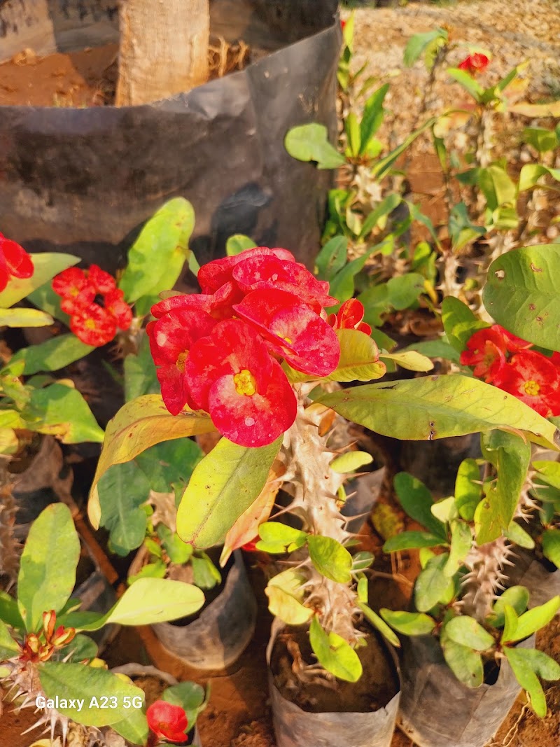 Lakecity Nursery - Lakecity Nursery JP4H+JC7, near New RTO, behind Swastik Heights, Hari Vihar Colony, Pahada, Raghunathpura, Udaipur, Rajasthan 313001, India