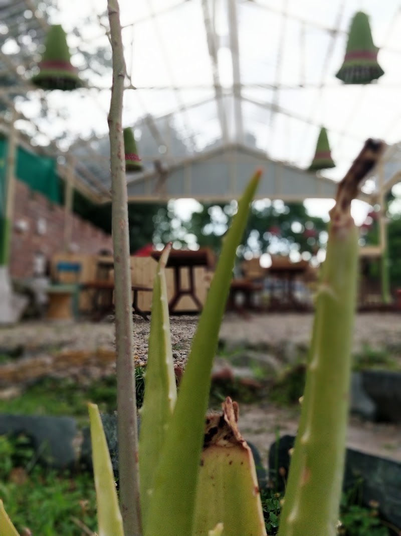 OG Cafe - Olive Green Cafe - OG Cafe - Olive Green Cafe, The Bunker, Bir-Billing Rd, Bir, Kotli, Himachal Pradesh 176077, India