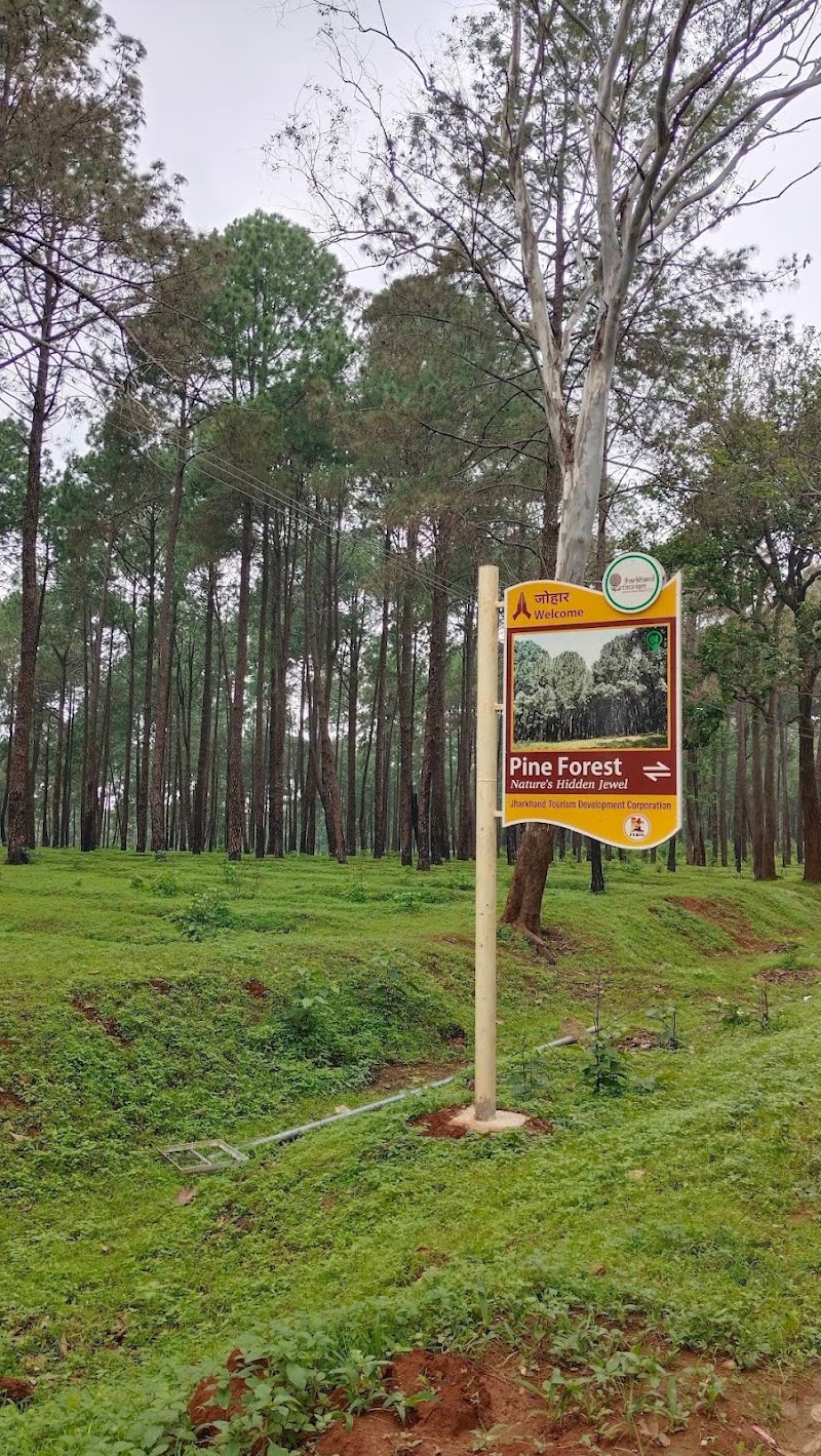 Pine Forest - Pine Forest F7W2+322, Netarhat, Jharkhand 835218, India