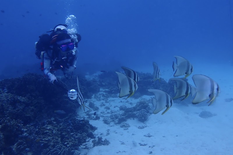 Manta Queen Liveaboard