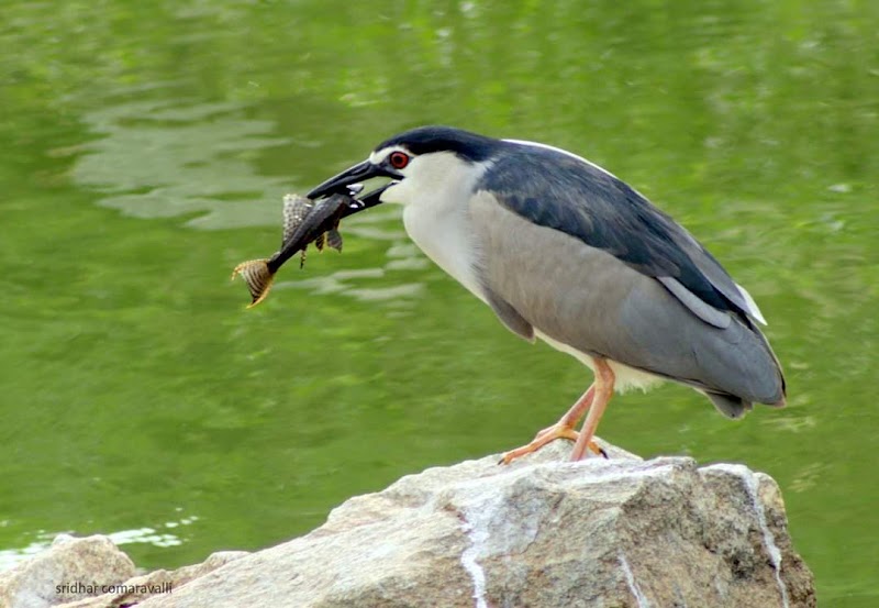 Doddakallasandra Lake - Doddakallasandra Lake Near 4th Cross, 100 Feet, Doclors Colony Main Rd, Naryananagar 3rd Block, Doddakallasandra, Konanakunte, Bengaluru, Karnataka 560062, India