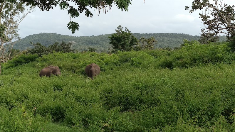 Bandipur National Park - Bandipur National Park Karnataka, India