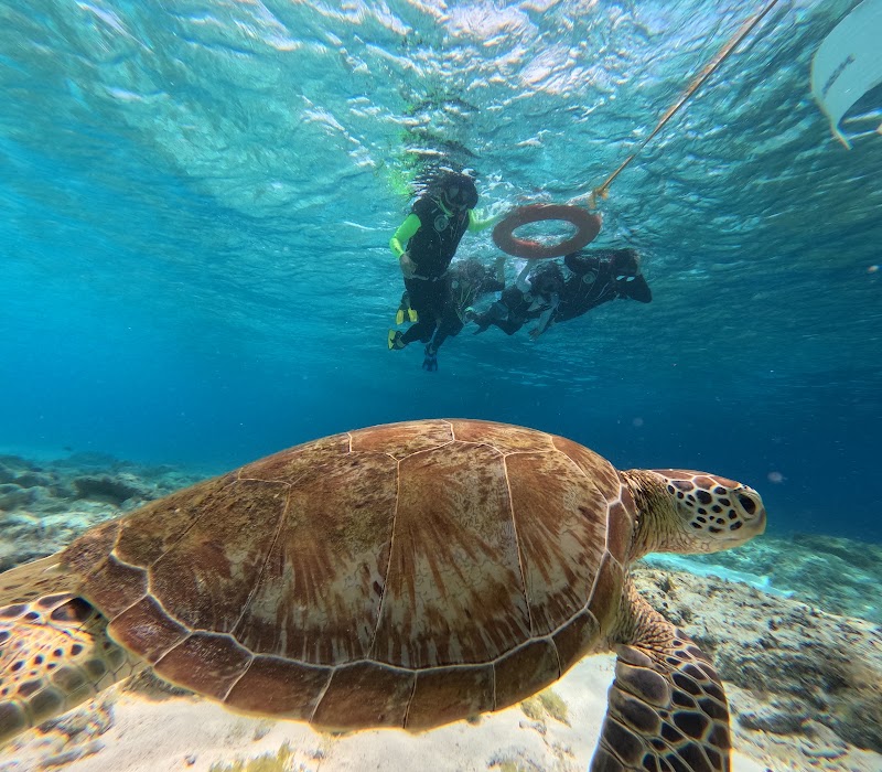 Balicasag Marine Sanctuary - Balicasag Marine Sanctuary GM8J+4QG, Panglao, Bohol, Philippines
