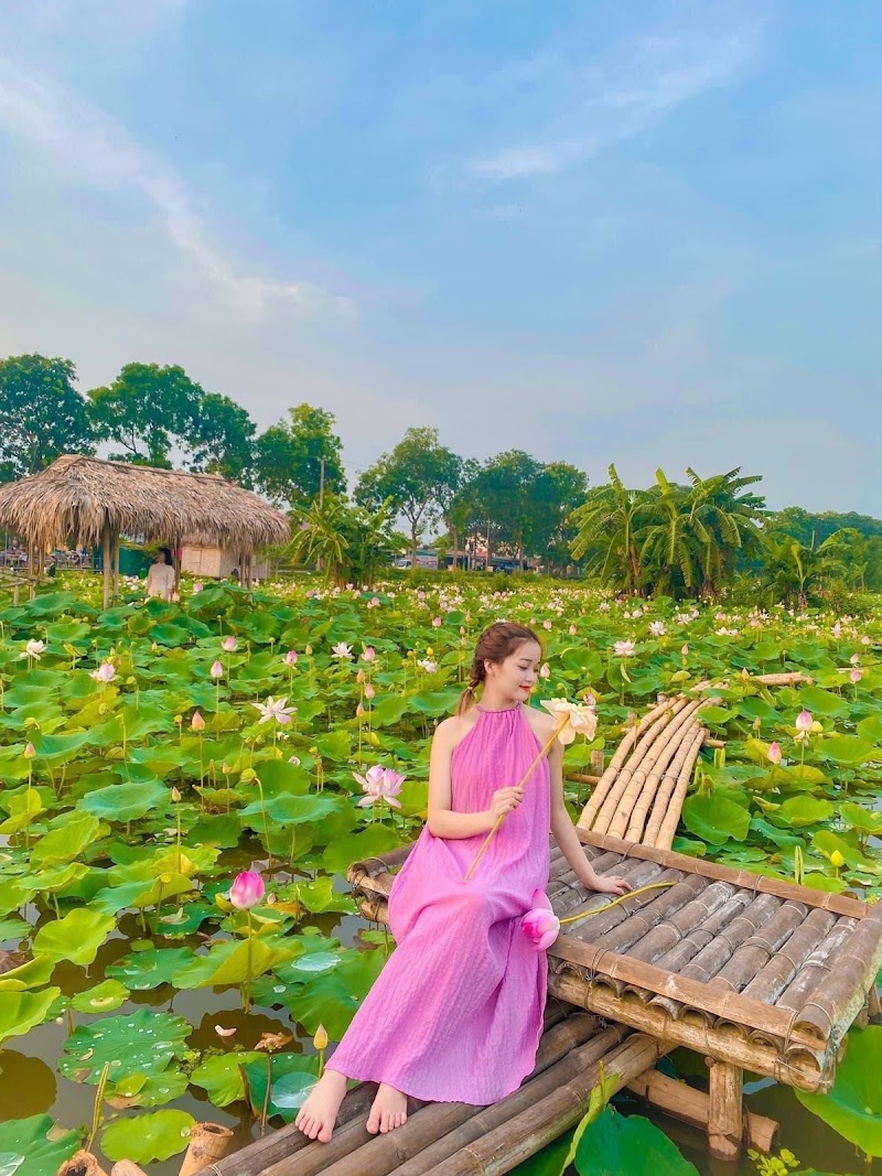 Đầm sen Hành Cung Vũ Lâm Ninh Thắng - Đầm sen Hành Cung Vũ Lâm Ninh Thắng, 6X83+W63, Nam Hoa Lu, Ninh Binh, Vietnam