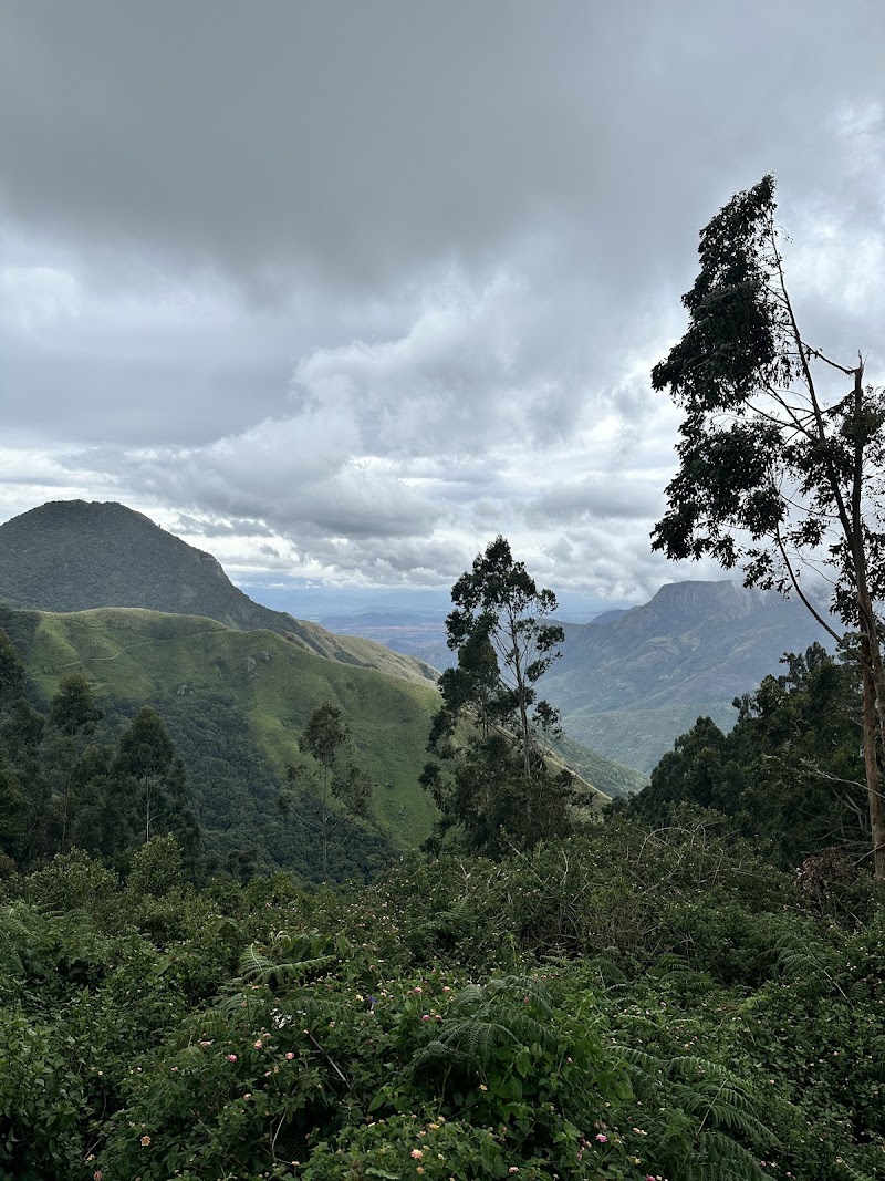 Munnar Tea Trail Tour - Munnar Tea Trail Tour Lockhart Tea Factory Rd, Devikulam, Kerala 685613, India