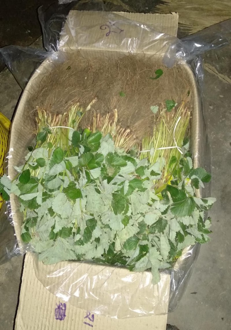 Kisaan Strawberry Farm - Kisaan Strawberry Farm Village Kothi, P.O. Delgi, Tehsil, Kandaghat, Solan, Himachal Pradesh 173206, India