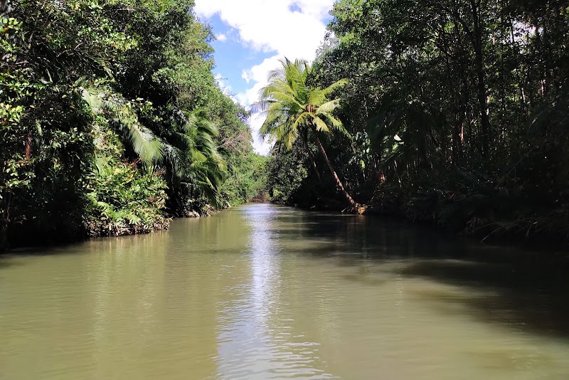 Mangrove Boat Tour - Mangrove Boat Tour, The boarding pier is in front of the "Kayak Lodge", across the street, de, Route 34 50 meters before the hotel, Provincia de Puntarenas, Quepos, Damas, 60601, Costa Rica