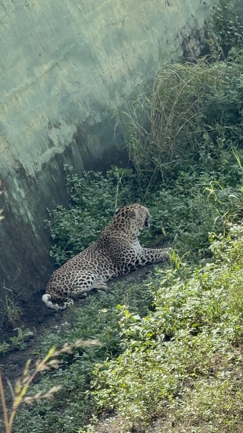 Gir Interpretation Zone (Devaliya Park) - Gir Interpretation Zone (Devaliya Park), Safari Rd, Sandhbeda, Gujarat 362260, India