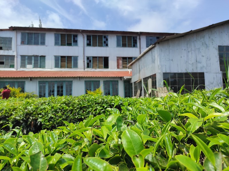 Kelagur Tea Factory - Kelagur Tea Factory, 5F27+H5R, Kelagur, Megur, Karnataka 577122, India