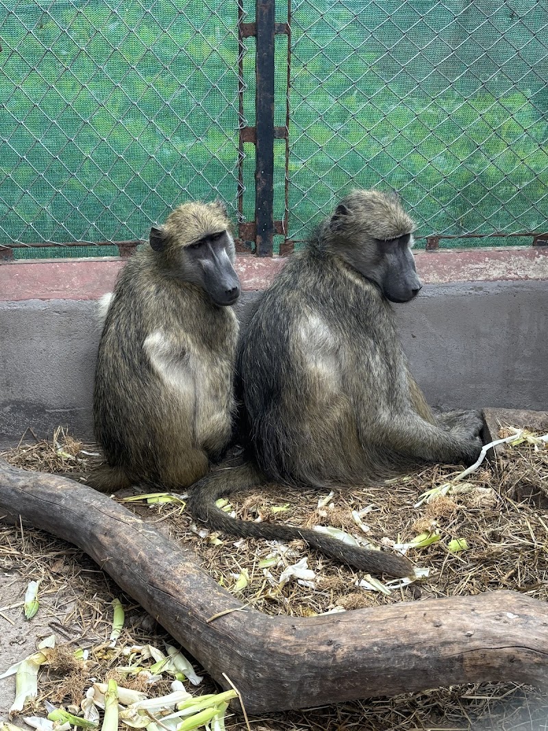 Chipangali Wildlife Orphanage - Chipangali Wildlife Orphanage, gwanda road, Bushtick, Zimbabwe