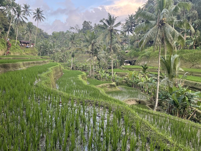 Tegallalang Rice Terrace - Tegallalang Rice Terrace Jl. Raya Tegallalang, Tegallalang, Kec. Tegallalang, Kabupaten Gianyar, Bali 80561, Indonesia