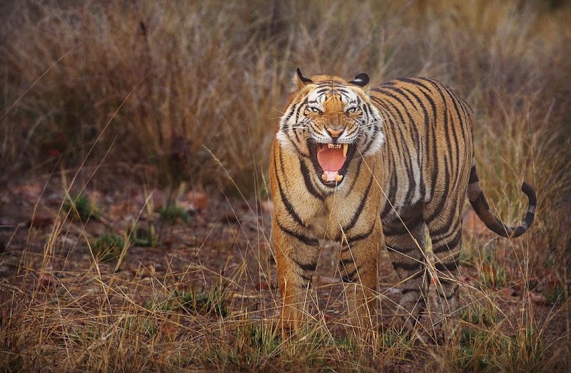 Panna Tiger Reserve - Panna Tiger Reserve, Mohan Niwas Palace, Gahra - Kunjvan Rd, Rani Baag, Panna, Madhya Pradesh 488001, India