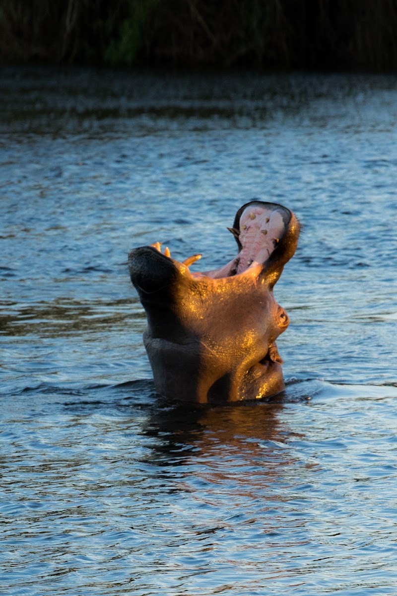 Zambezi River - Zambezi River