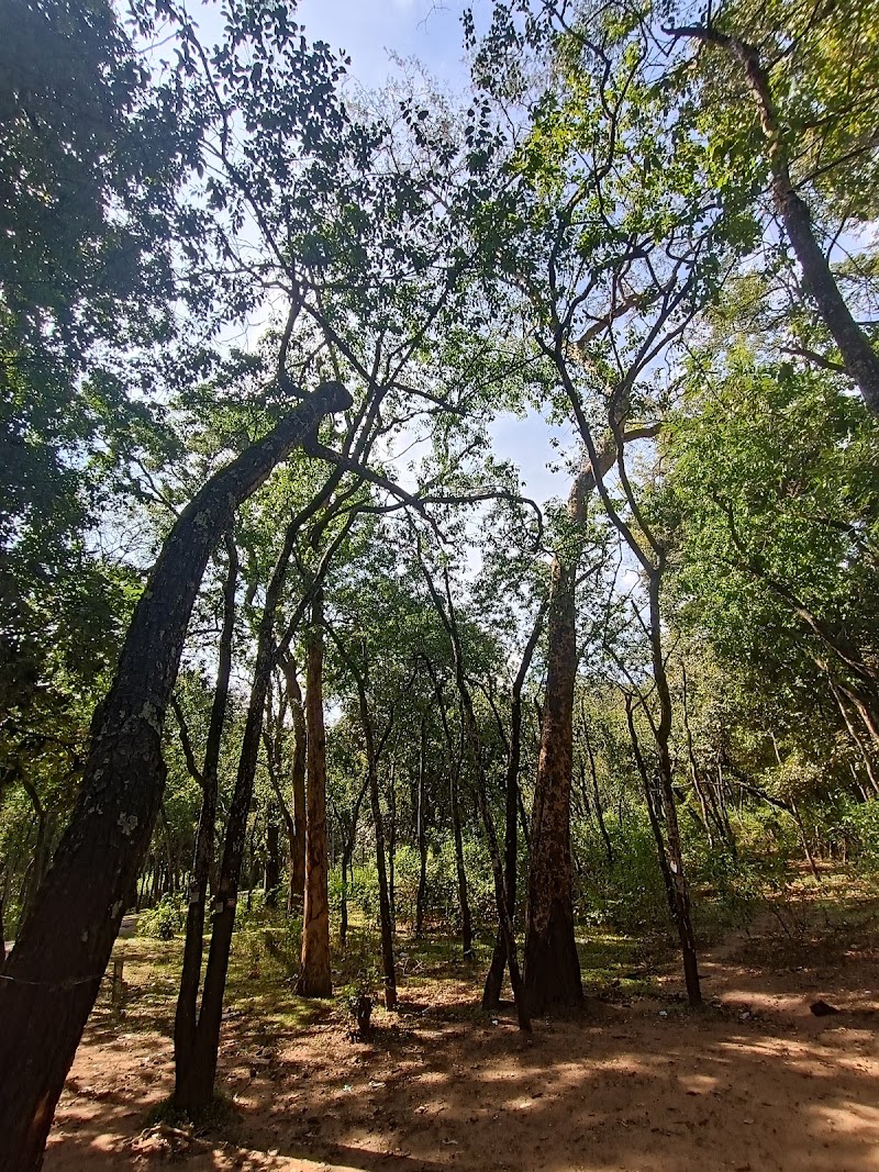 Marayoor Sandalwood Forest - Marayoor Sandalwood Forest Marayoor, Kerala 685620, India