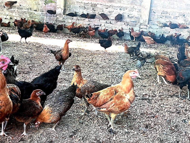 Mixed POULTRY FARM - Mixed POULTRY FARM, Ramnagar Ward no7, Shri Ram Colony, Motipur, Rajnandgaon, Chhattisgarh 491441, India