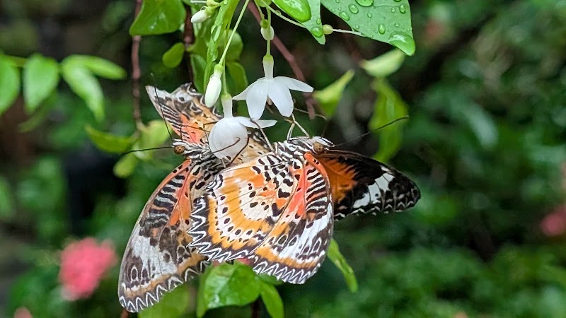 Butterfly Garden - Butterfly Garden 70 Airport Blvd., Singapore 819661