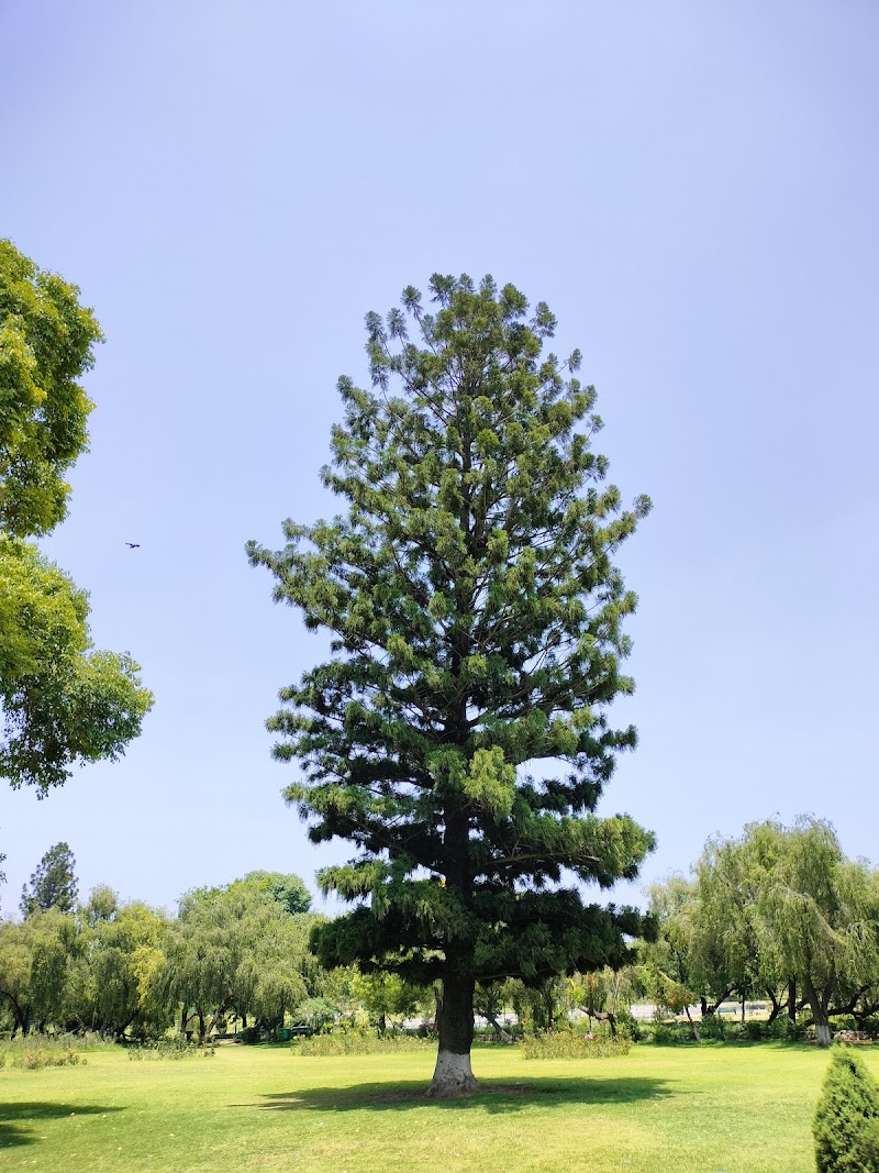 Zakir Hussain Rose Garden - Zakir Hussain Rose Garden Jan Marg, 16B, Sector 16, Chandigarh, 160015, India