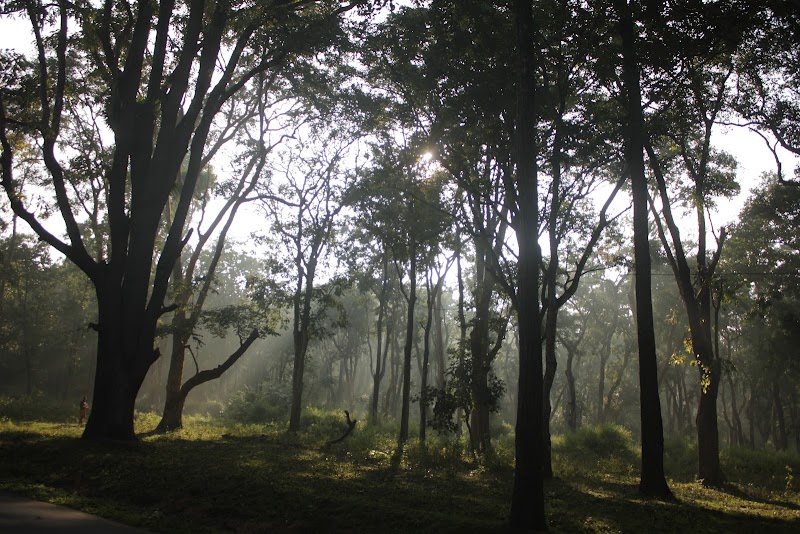 Muthanga Forest - Muthanga Forest M999+JRJ, Wayanad, Muthanga, Kerala 673592, India