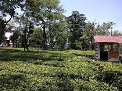 Bundla Tea Estate - Bundla Tea Estate Bundla Tea Estate, Palampur, Himachal Pradesh 176061