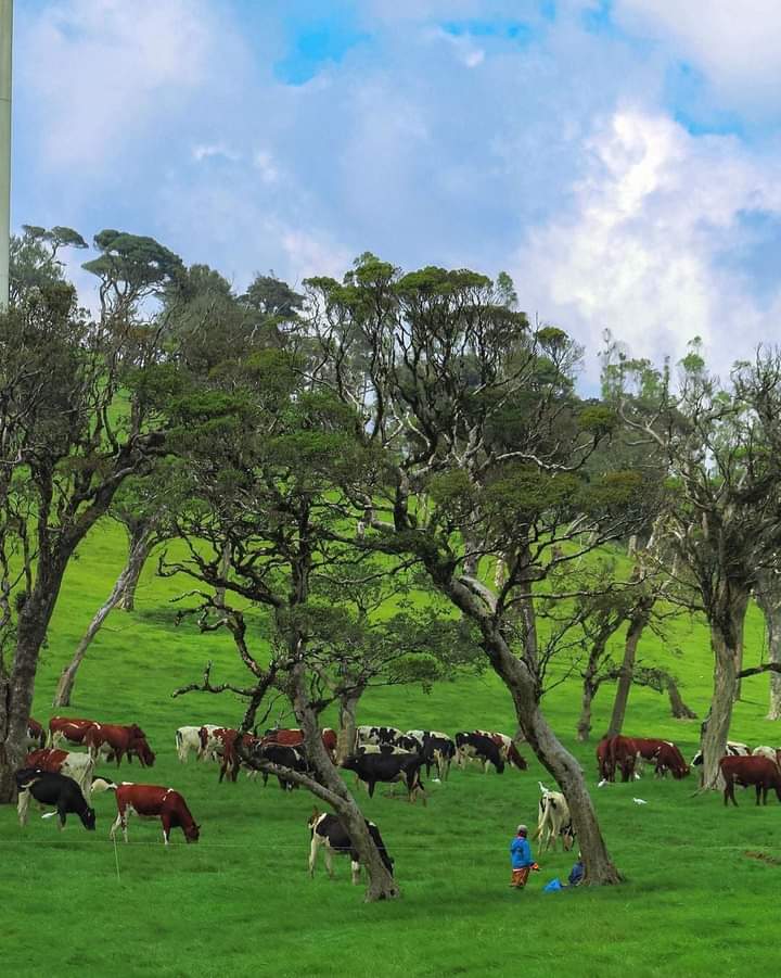 Ambewela - Ambewela, Sri Lanka