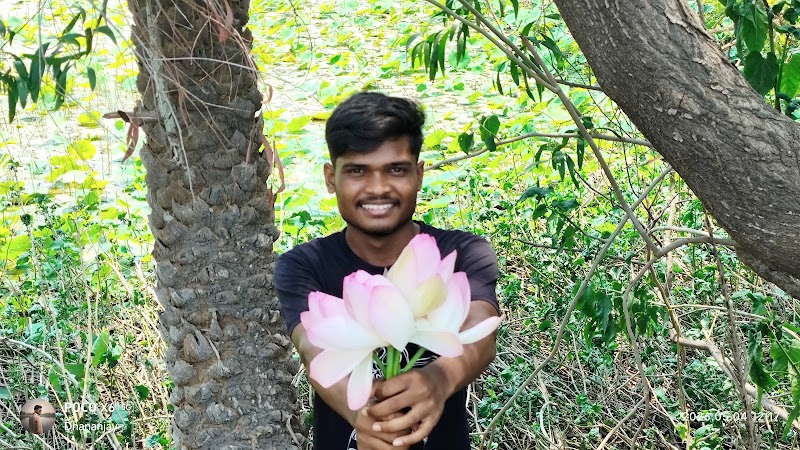 Lotus🪷 Pond - Lotus🪷 Pond 8XJC+8P, Tildega, Odisha 770015, India