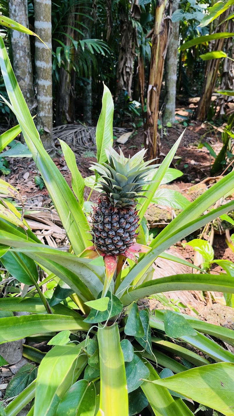 Tropical Spice Plantation - Tropical Spice Plantation H.No. A-14, Arla Bazar, Ponda, Keri, Goa 403404, India