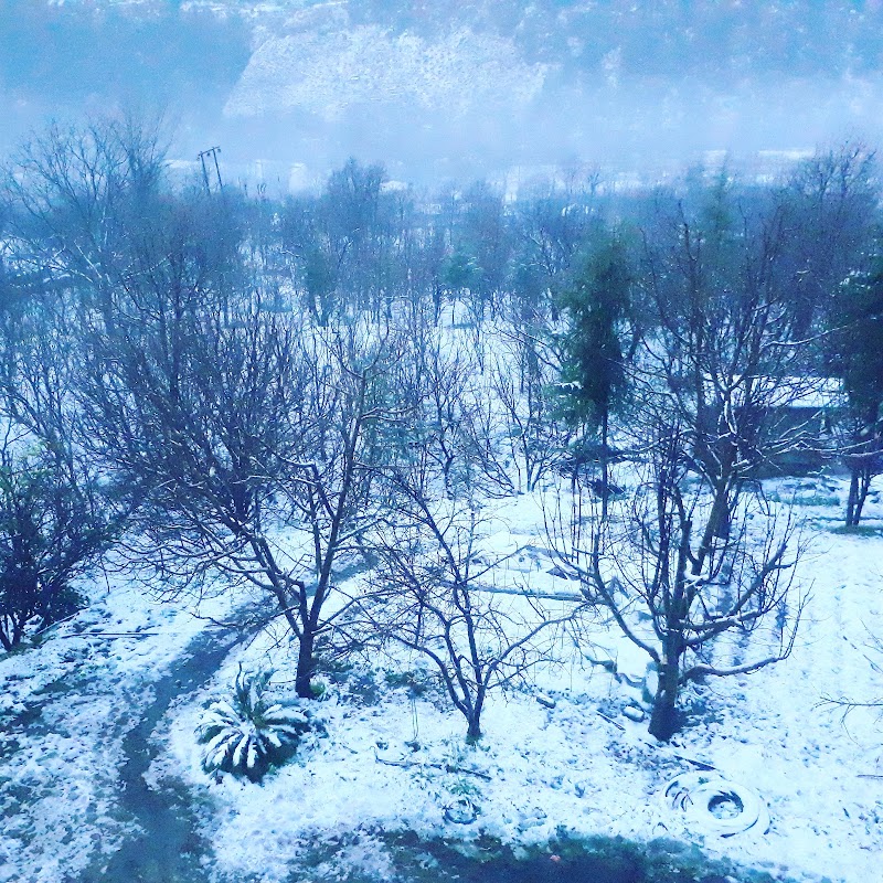 JAMWAL ORCHARDS - JAMWAL ORCHARDS, v.p.o seobagh tehsil and, Seobagh, Kais, Himachal Pradesh 175138, India