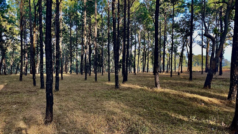 Naspati garden - Naspati garden F7W6+WW5, near upperr ghagri, Netarhat, Jharkhand 835218, India