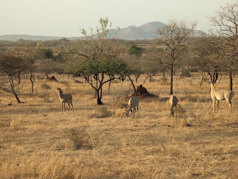 Devalia GIR Park - Devalia GIR Park, 5G93+HC, Sandhbeda, Gujarat 362260, India