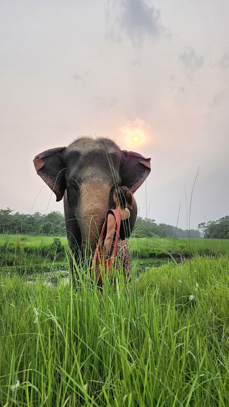 Elephant Care Nepal - Elephant Care Nepal Baadreni Road, Ratnanagar 44200, Nepal