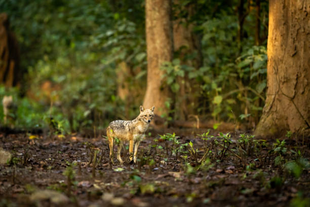 Jim Corbett National Park - Jim Corbett National Park Uttarakhand, India