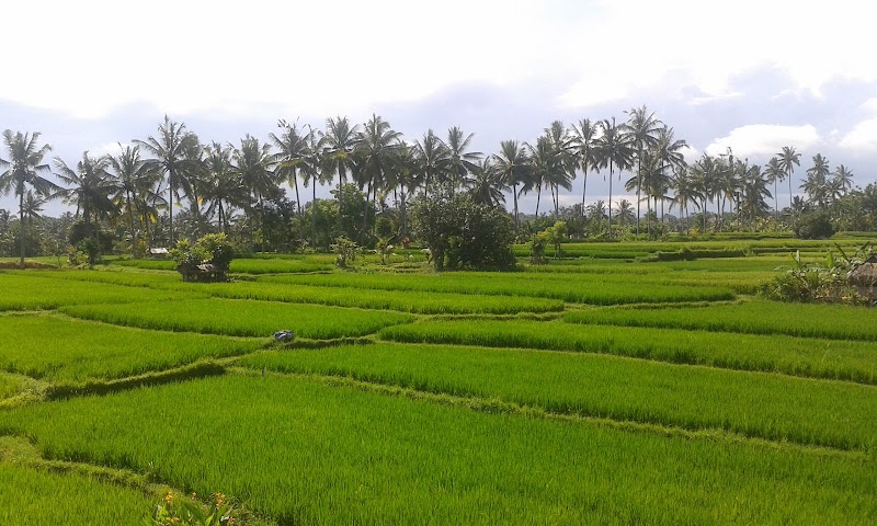 Buddha Home Stay - Buddha Home Stay, Jalan Sokwayah, Ubud, Kecamatan Ubud, 80571 Ubud, Bali 80571, Indonesia