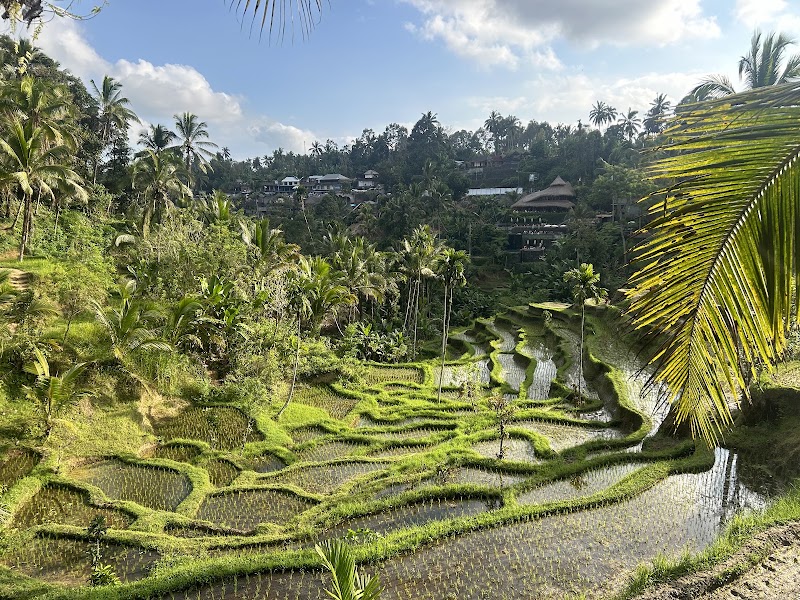 Mupu Rice Terrace - Mupu Rice Terrace Tegallalang, Gianyar Regency, Bali 80561, Indonesia