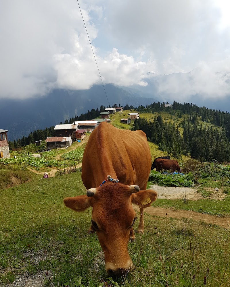 POKUT - POKUT Pokut Yaylası, 53780 Ortanköy/Çamlıhemşin/Rize, Türkiye