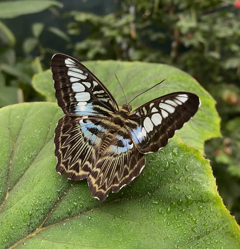 Butterfly Garden - Butterfly Garden 70 Airport Blvd., Singapore 819661