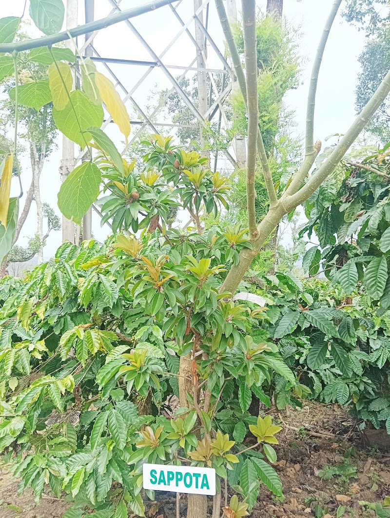 Coffee Estate