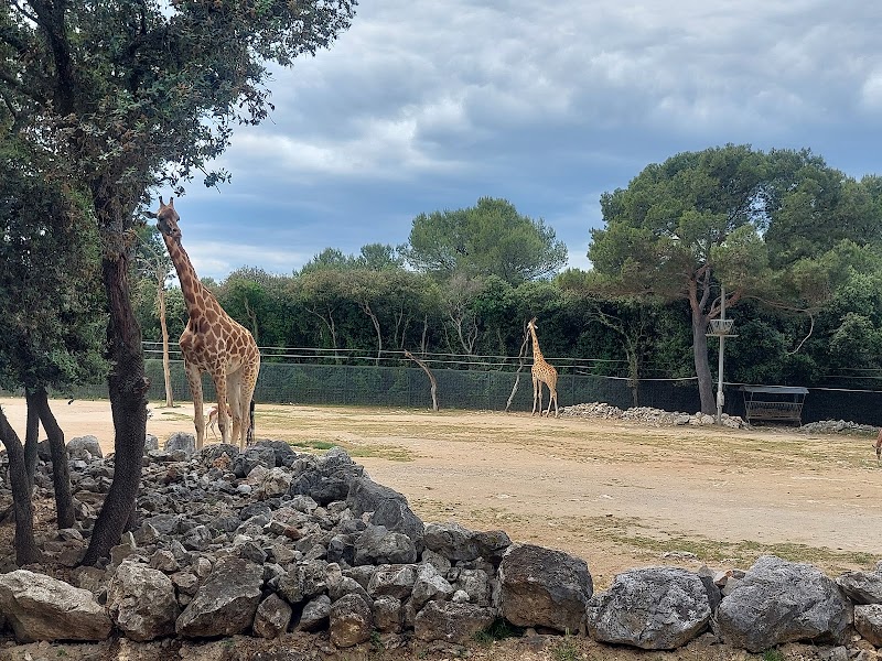 Zoo de Montpellier - Zoo de Montpellier 50 Av. Agropolis, 34090 Montpellier, France
