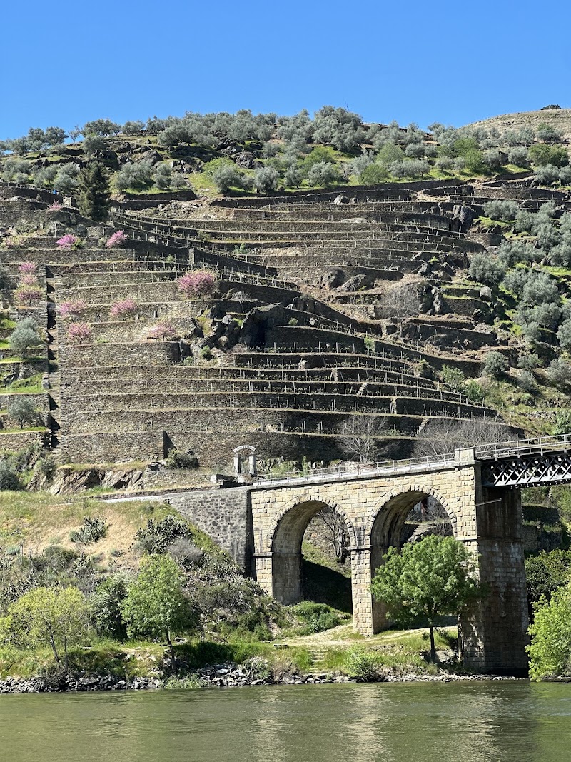 Douro Valley Wine Tours - Douro Valley Wine Tours, R. das Mimosas 4510, 4510-607 São Pedro da Cova, Portugal