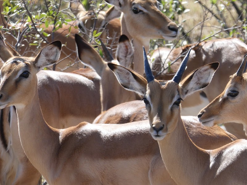 Mudumu National Park - Mudumu National Park, WG3G+C39, Muneambuanas, Namibia