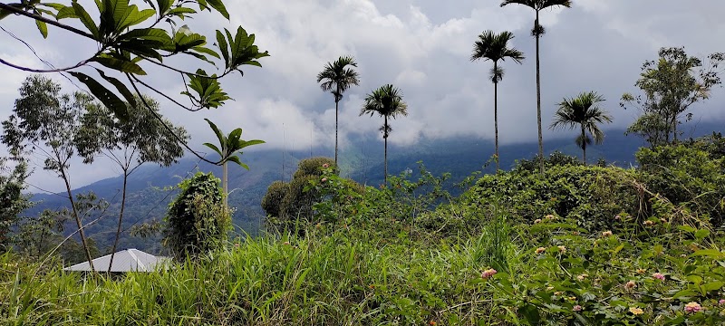Mountain trees cottages - Mountain trees cottages, ANACHAL - MUNNAR, ANACHAL JUNCTION, IDUKKI, 22FQ+6MM, DIST, Anachal, Kerala 685565, India